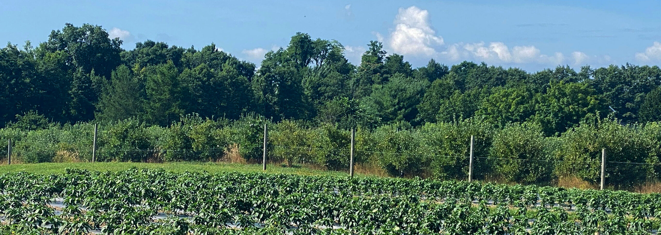 Pick Your Own | Barton Orchards